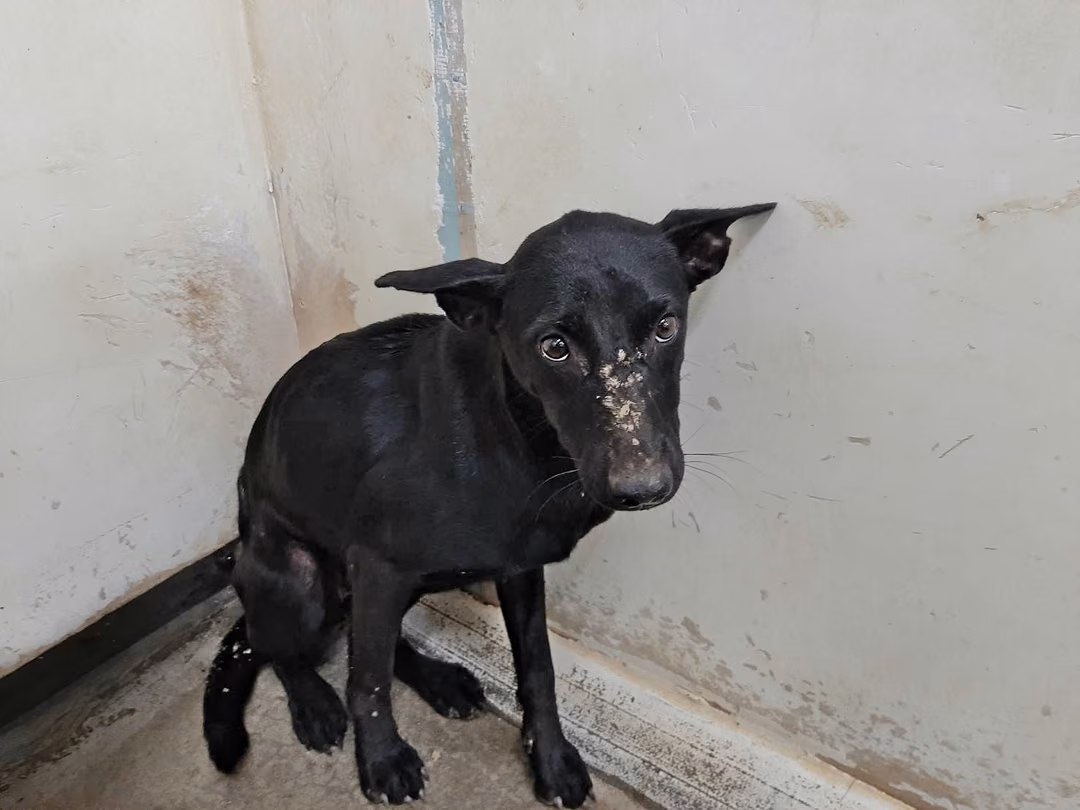 The dog, from the shelter's listing