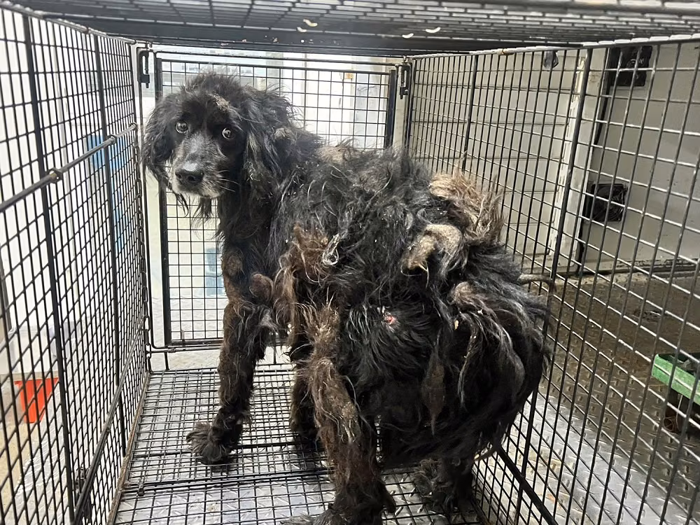 The dog, from the shelter's listing