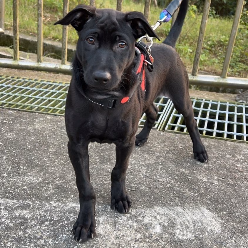 The dog, from the shelter's listing