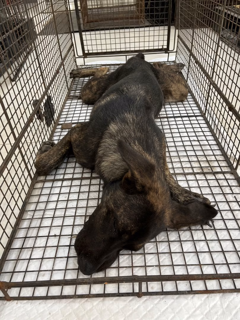 The dog, from the shelter's listing
