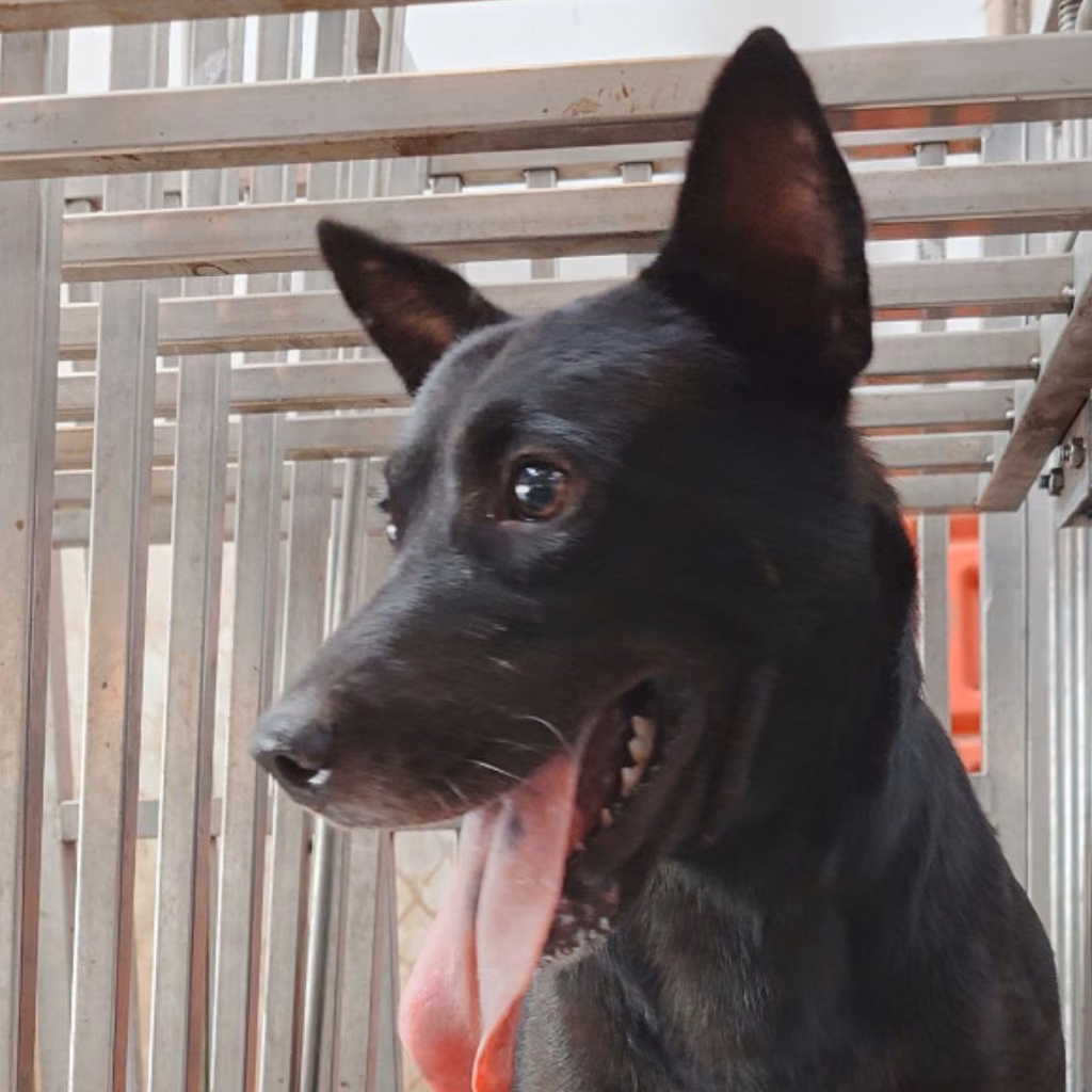 The dog, from the shelter's listing