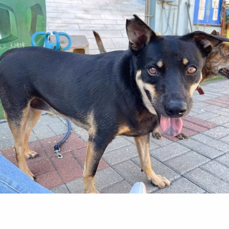 The dog, from the shelter's listing