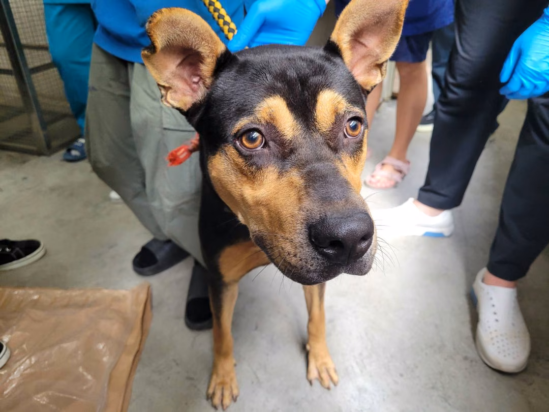 The dog, from the shelter's listing
