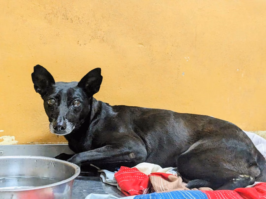 The dog, from the shelter's listing
