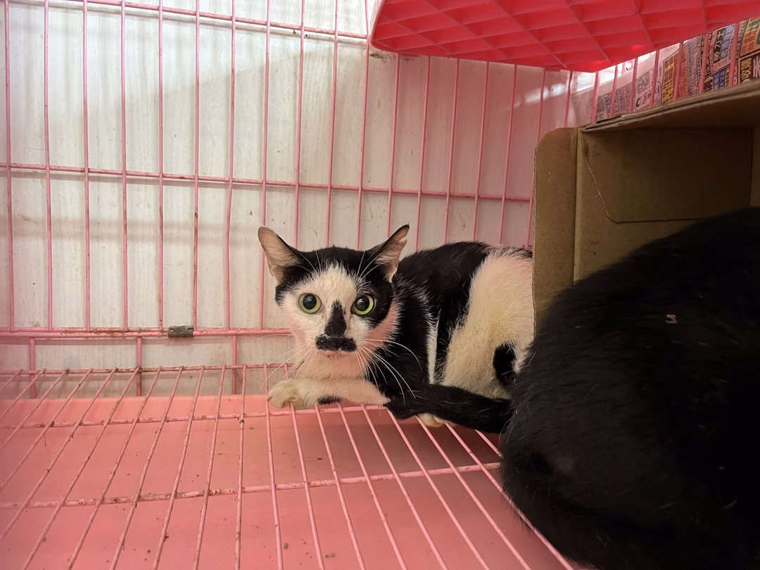 The cat, from the shelter's listing