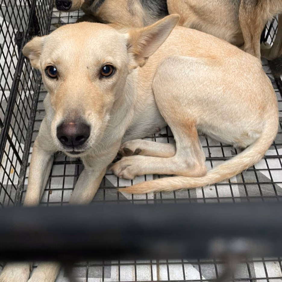 The dog, from the shelter's listing