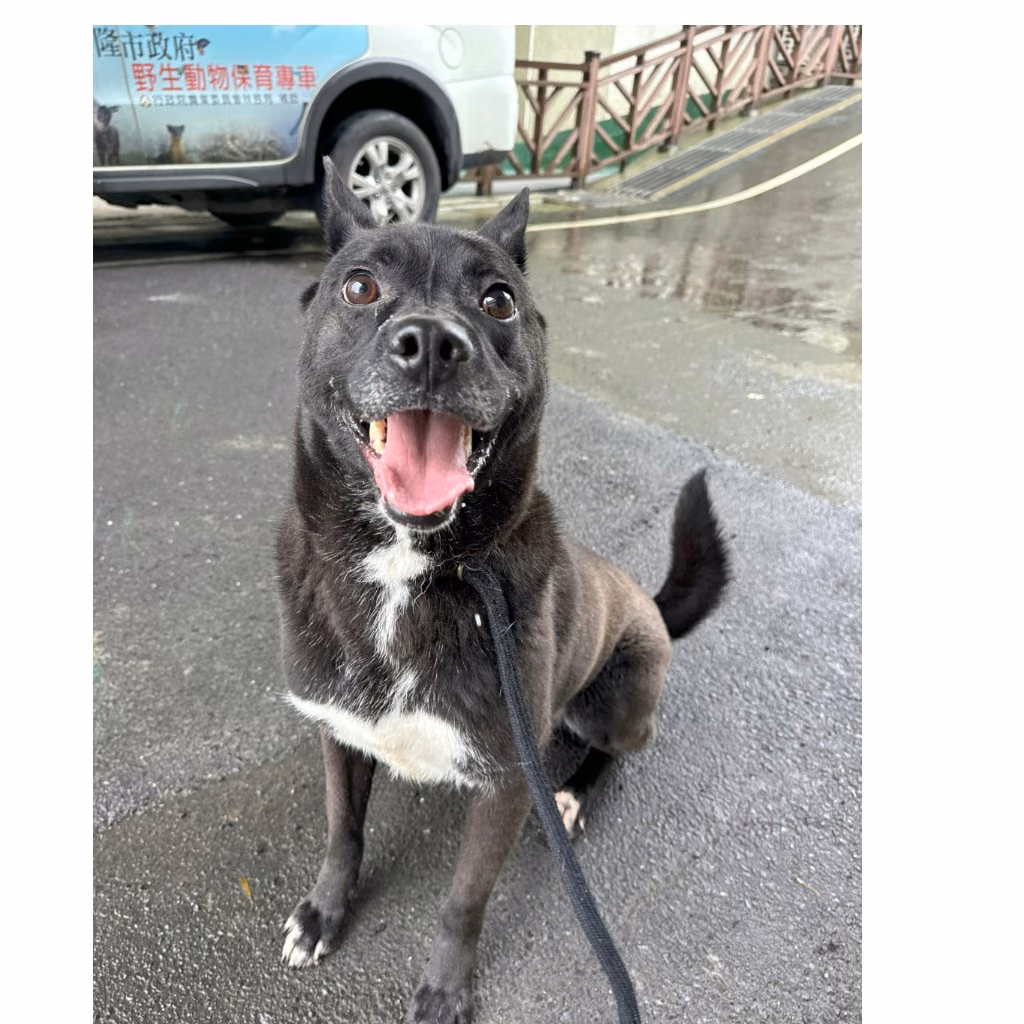The dog, from the shelter's listing
