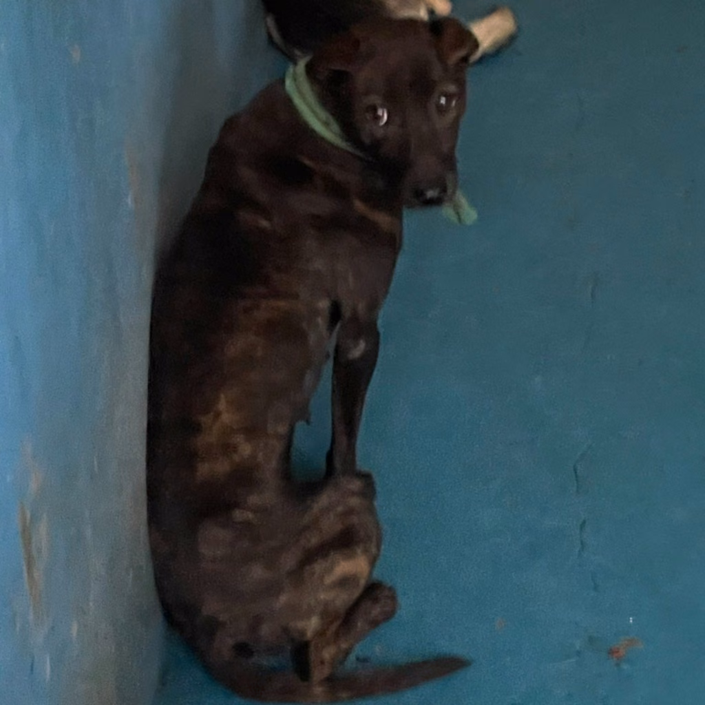 The dog, from the shelter's listing