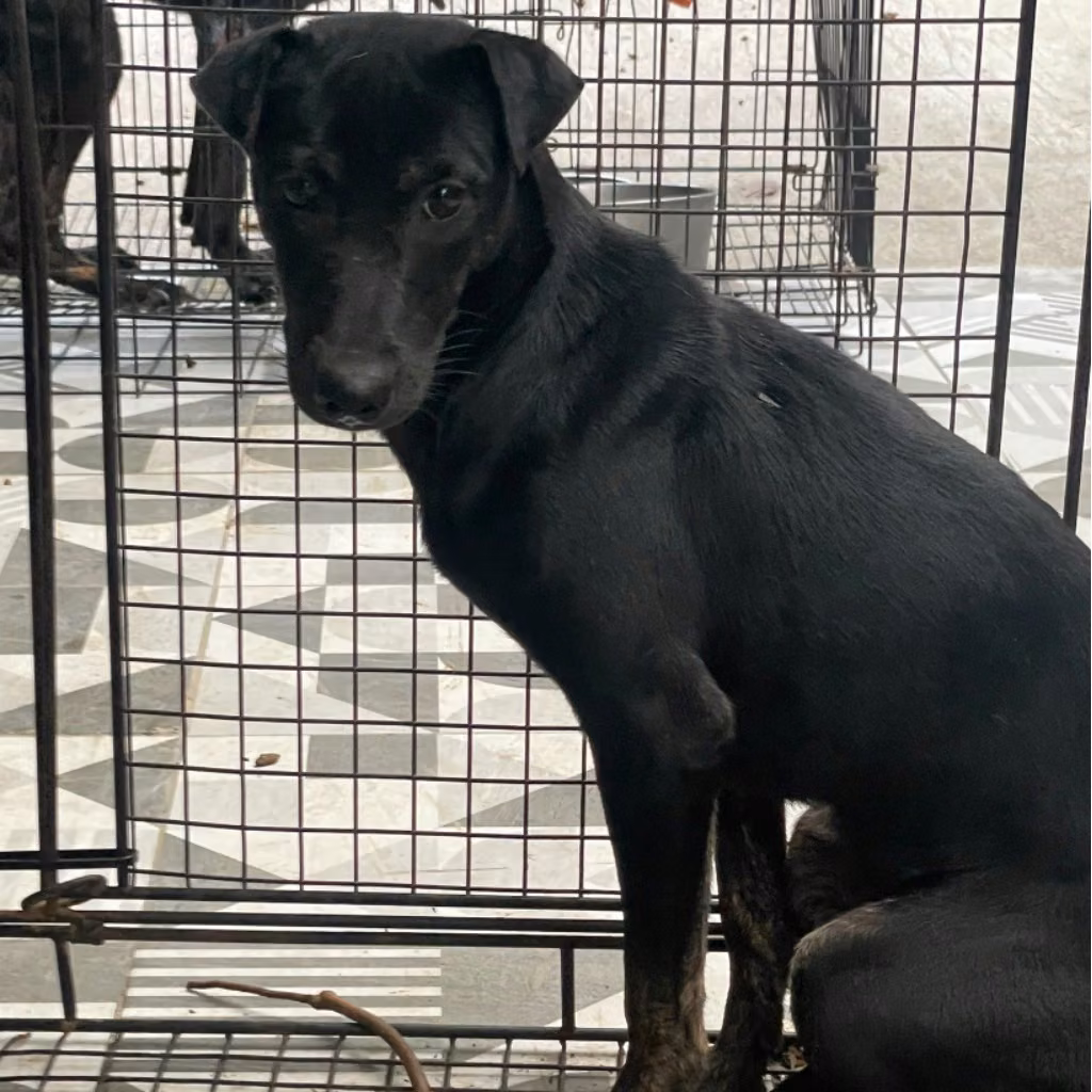 The dog, from the shelter's listing