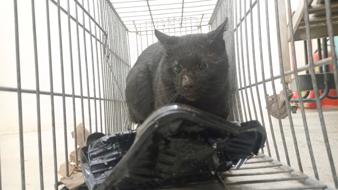 The cat, from the shelter's listing
