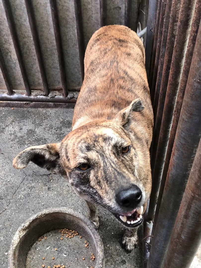 The dog, from the shelter's listing