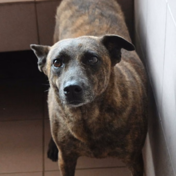 The dog, from the shelter's listing