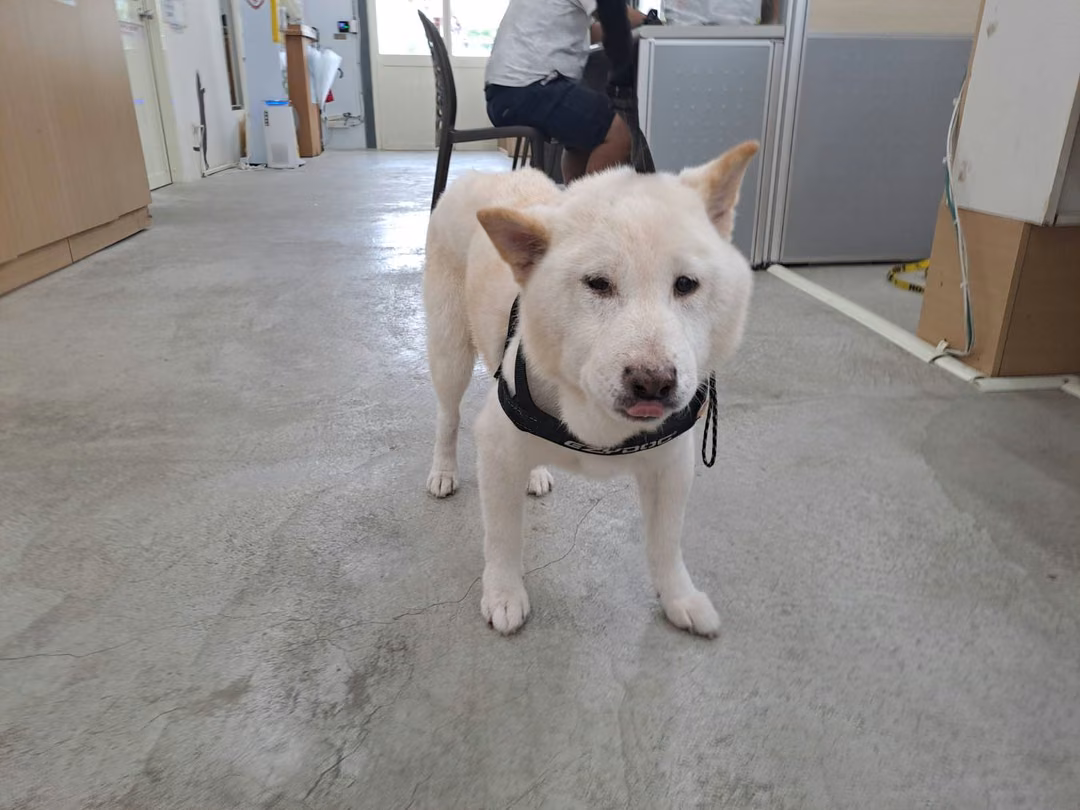 The dog, from the shelter's listing