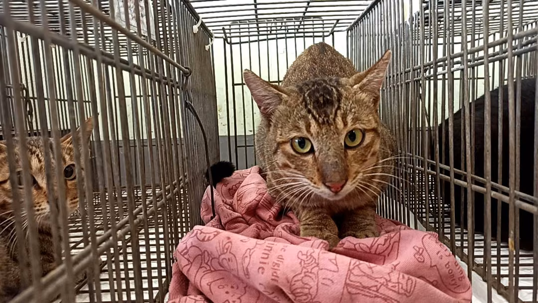 The cat, from the shelter's listing