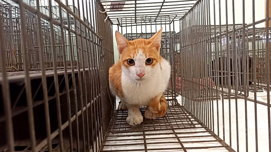 The cat, from the shelter's listing
