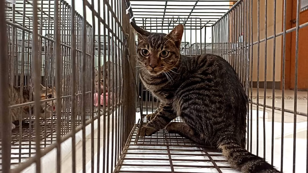 The cat, from the shelter's listing