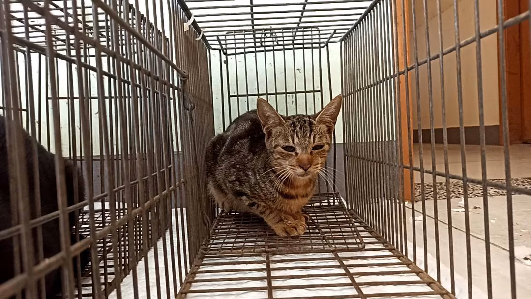 The cat, from the shelter's listing