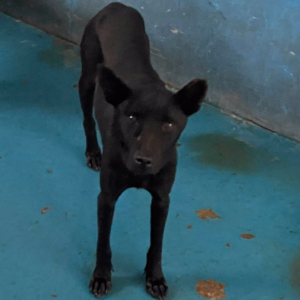 The dog, from the shelter's listing