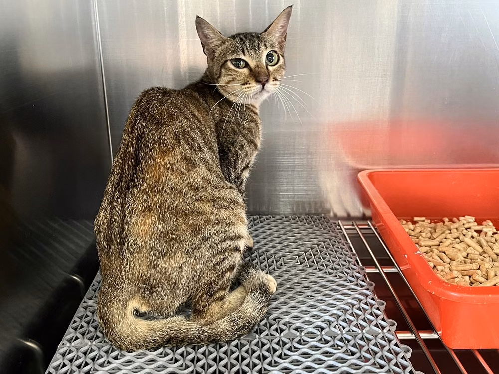 The cat, from the shelter's listing