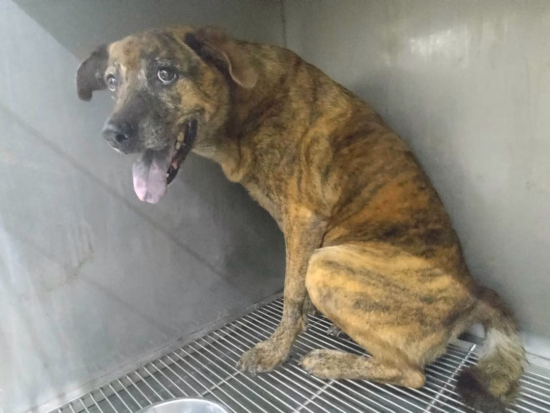 The dog, from the shelter's listing
