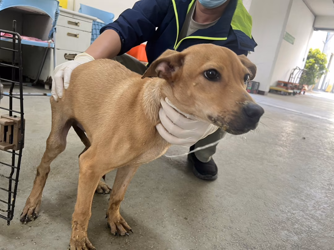 The dog, from the shelter's listing