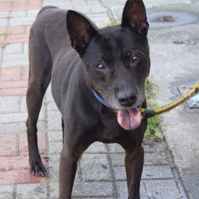 The dog, from the shelter's listing