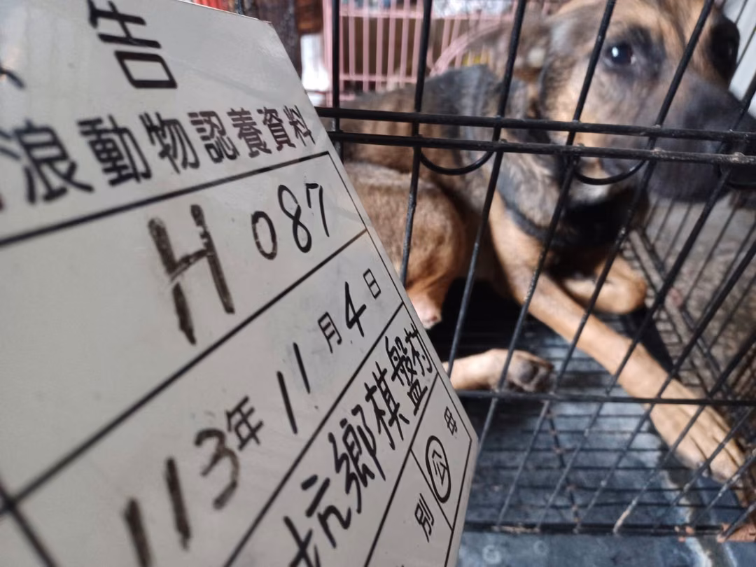 The dog, from the shelter's listing