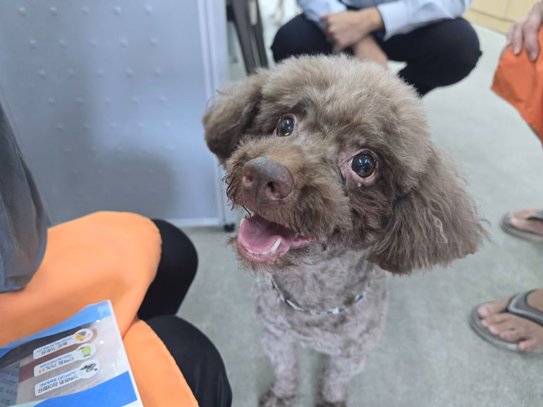The dog, from the shelter's listing