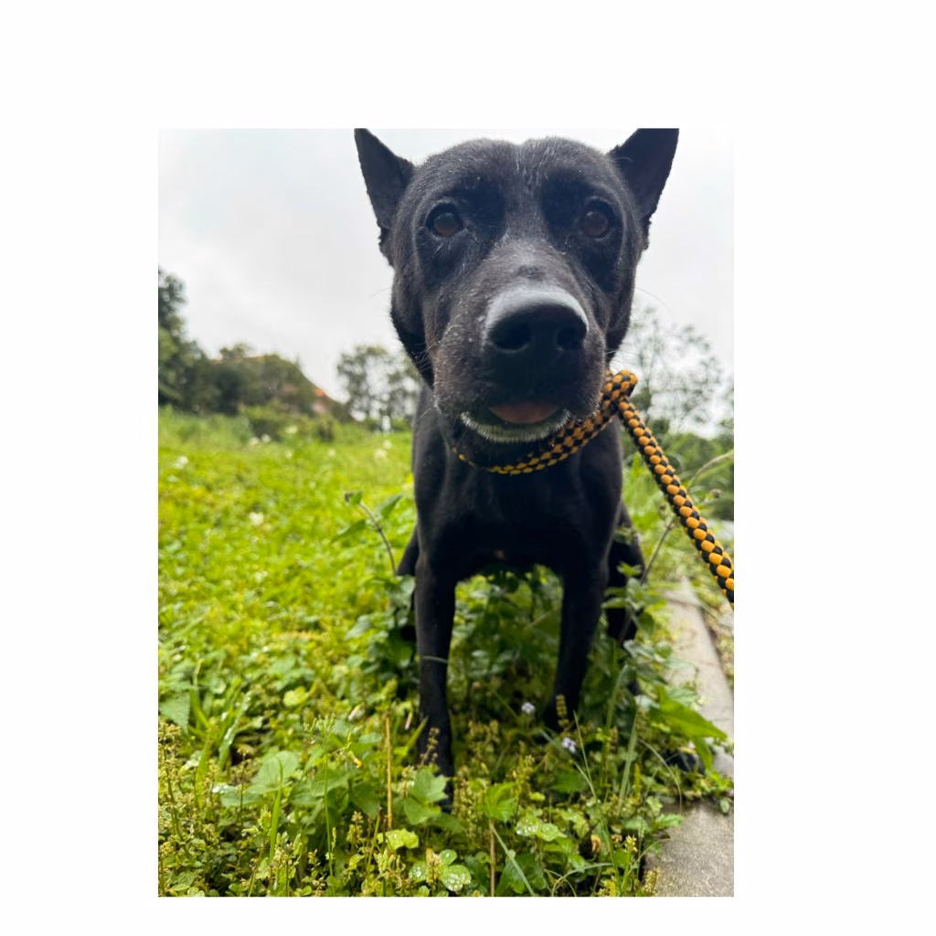 The dog, from the shelter's listing