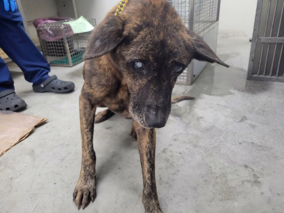 The dog, from the shelter's listing