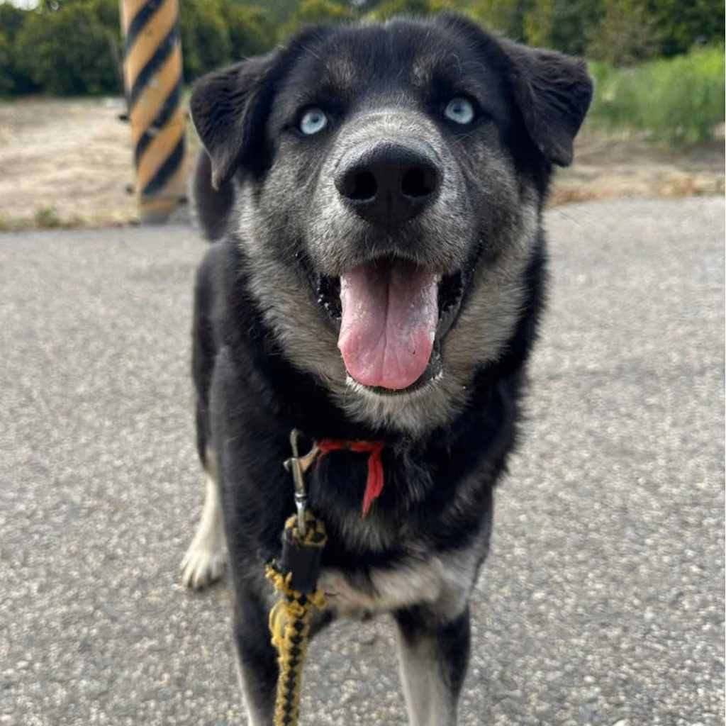 The dog, from the shelter's listing