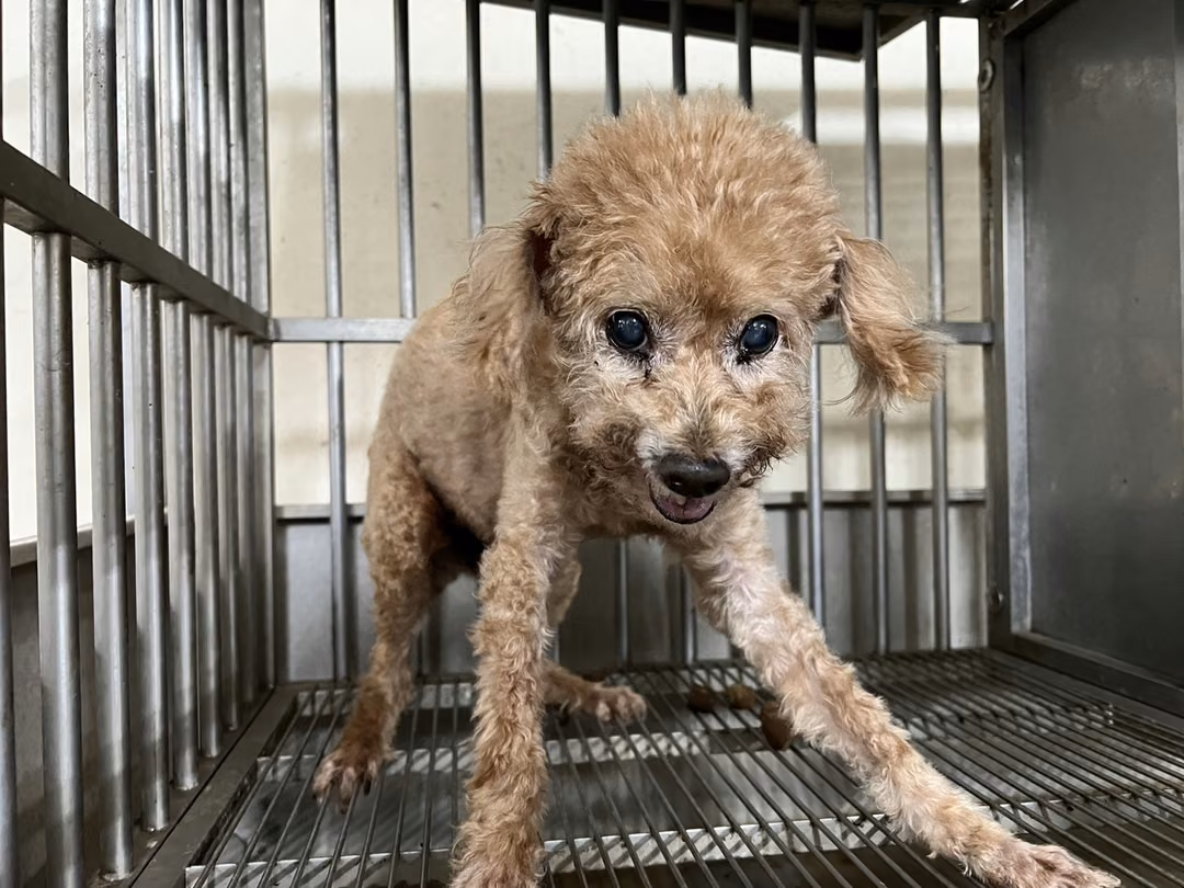 The dog, from the shelter's listing