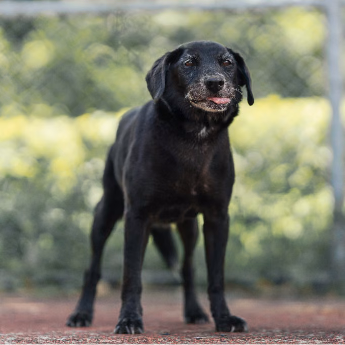 The dog, from the shelter's listing