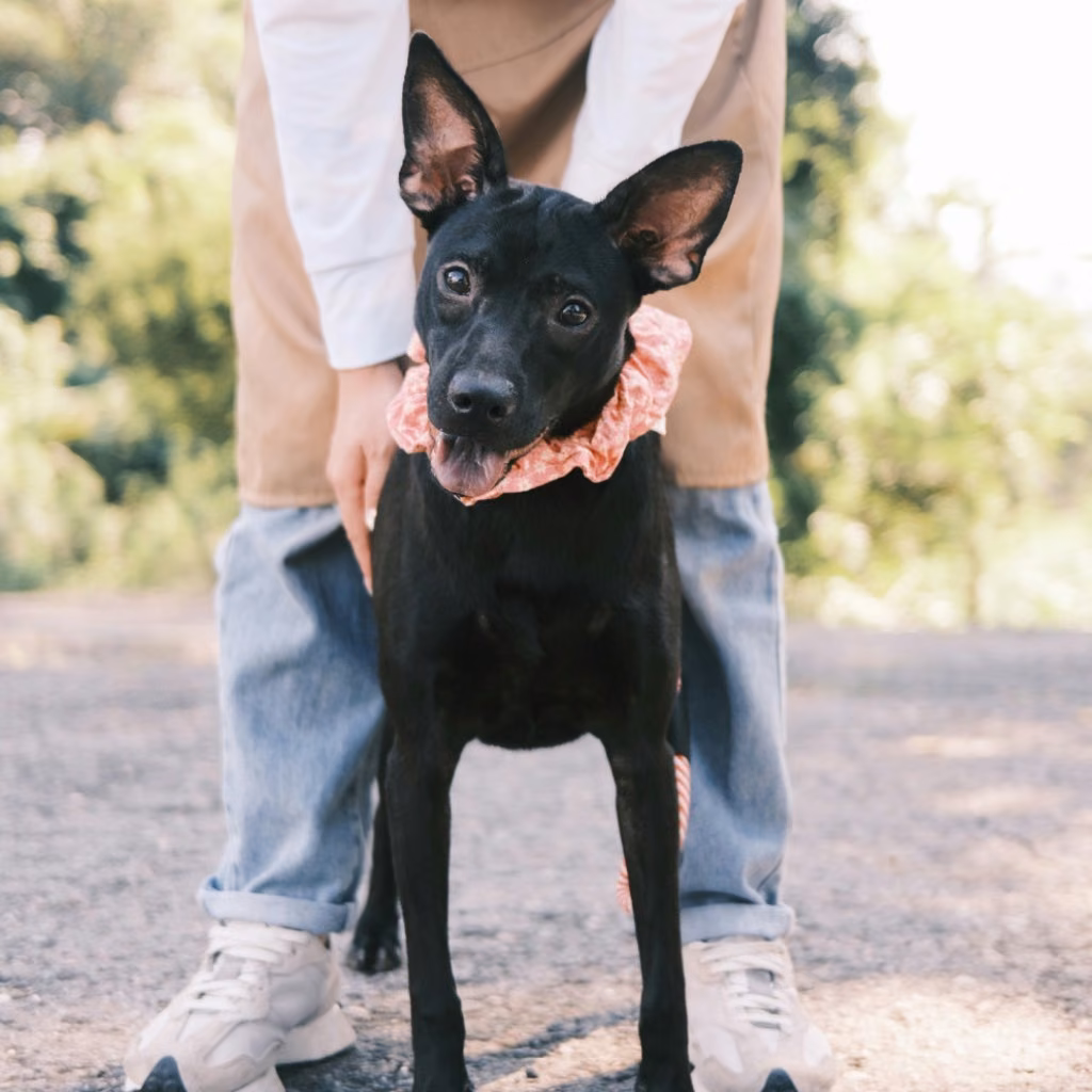 The dog, from the shelter's listing