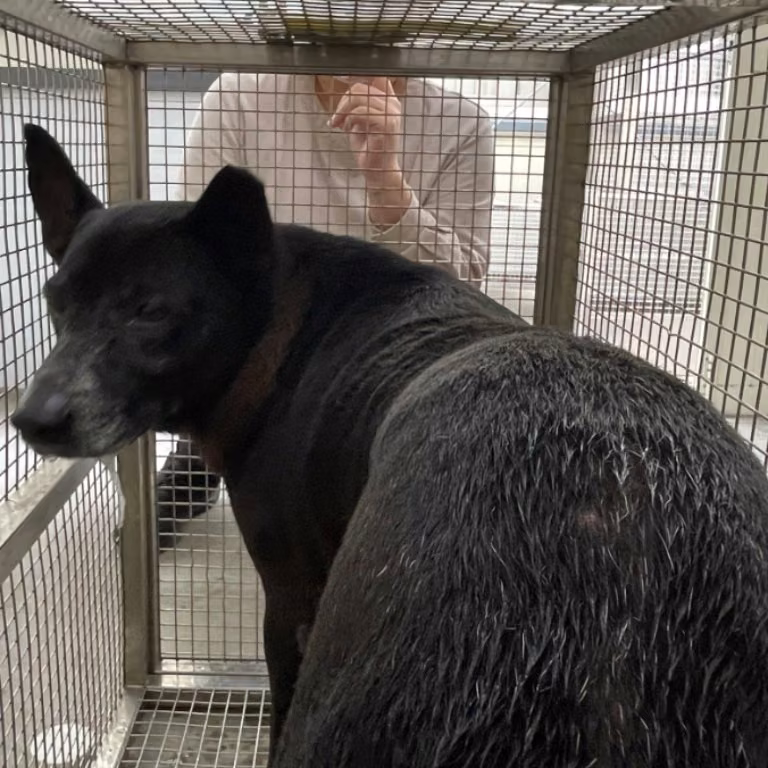 The dog, from the shelter's listing