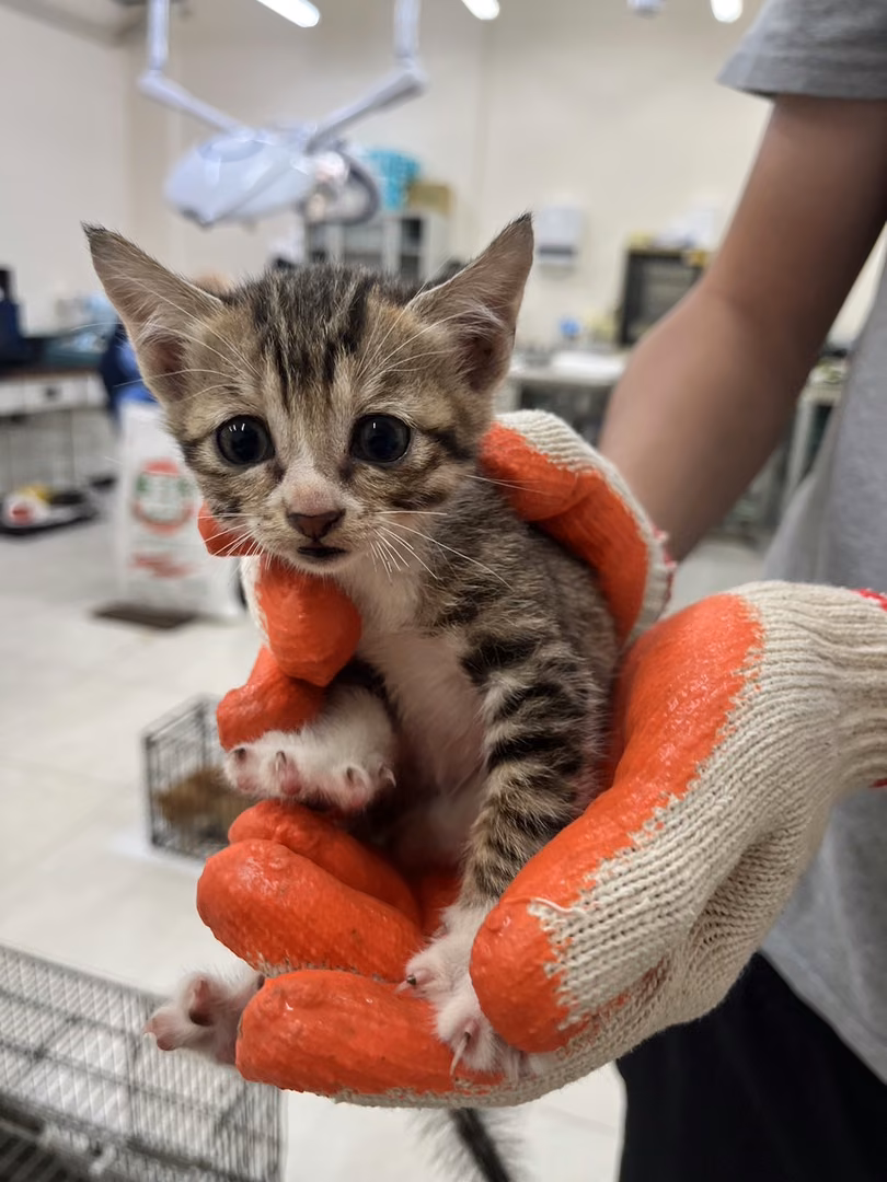 The cat, from the shelter's listing