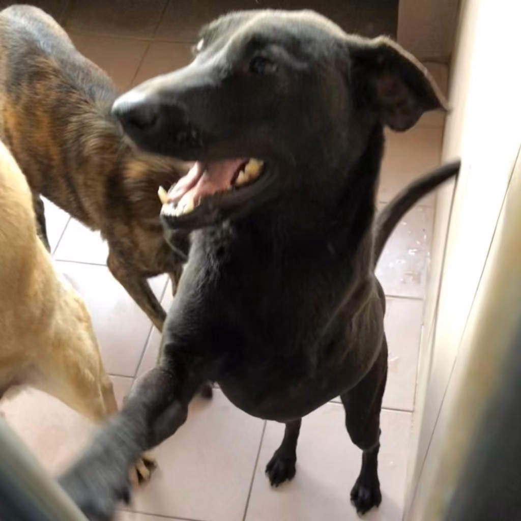 The dog, from the shelter's listing