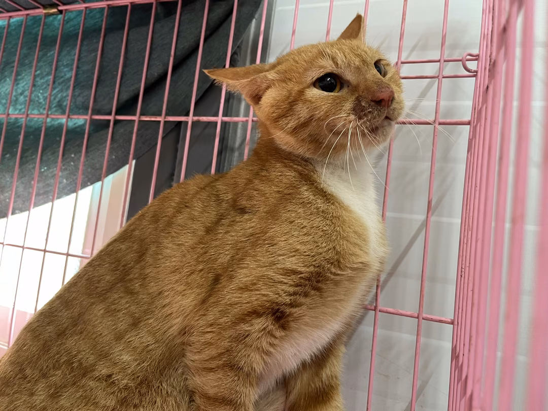 The cat, from the shelter's listing