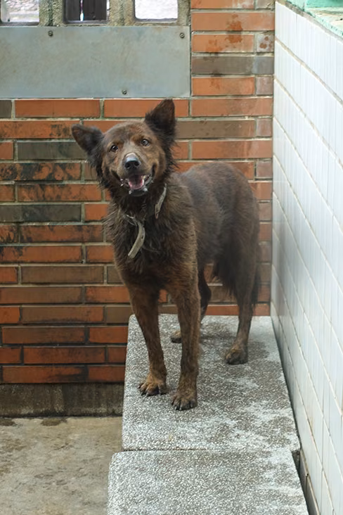 The dog, from the shelter's listing