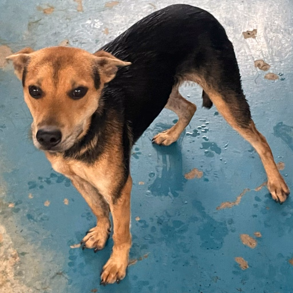 The dog, from the shelter's listing
