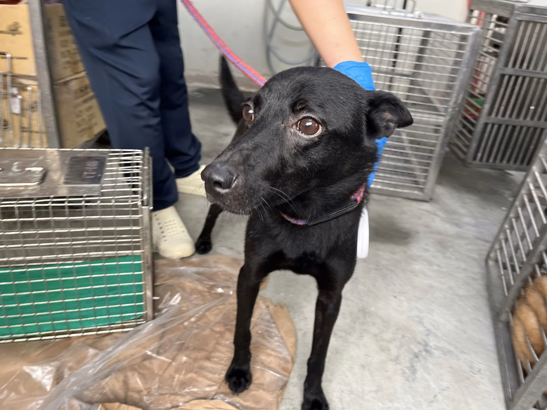 The dog, from the shelter's listing