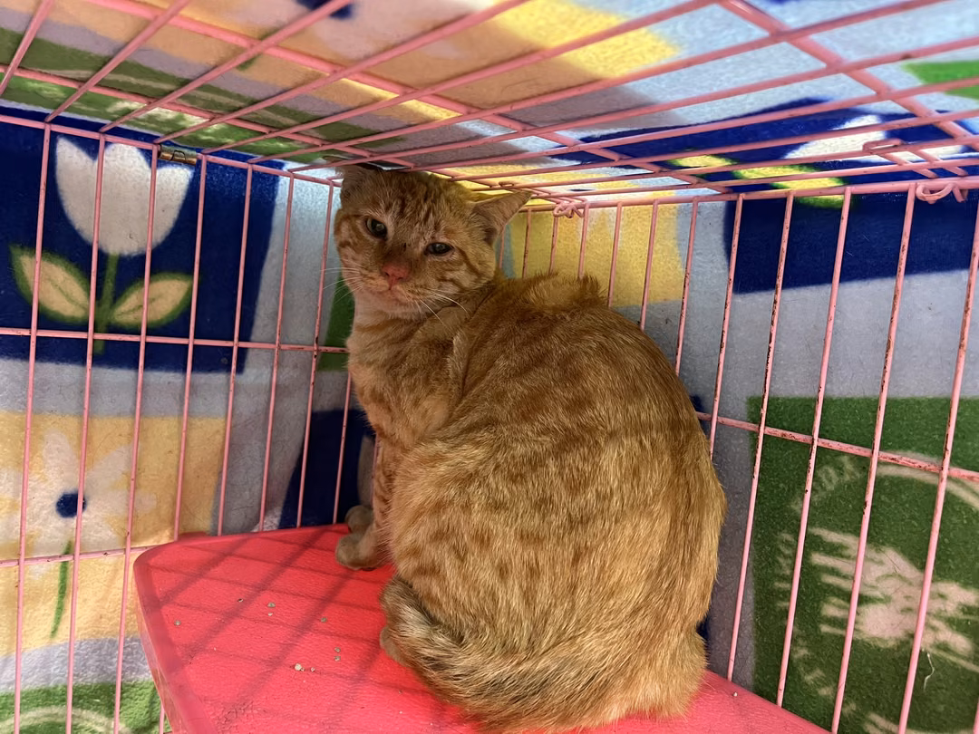 The cat, from the shelter's listing