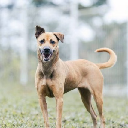The dog, from the shelter's listing