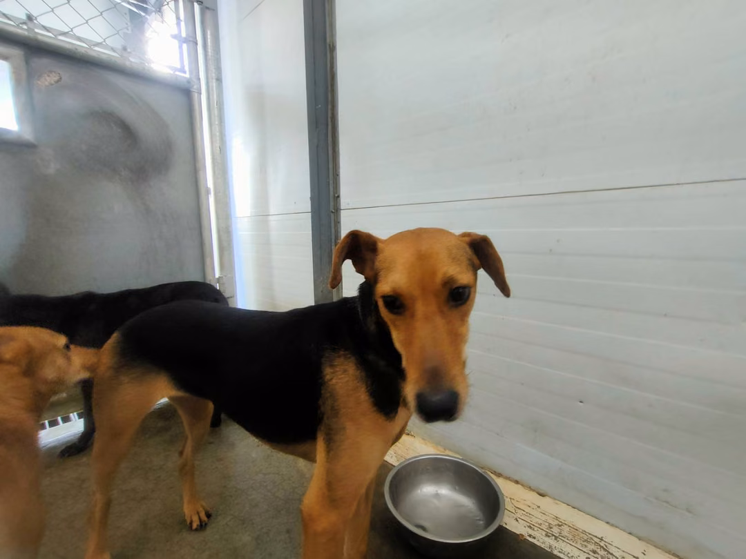 The dog, from the shelter's listing