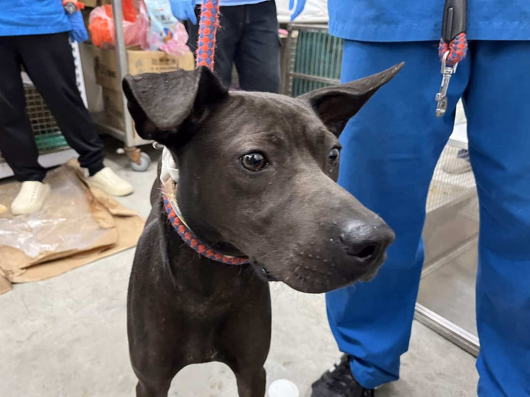 The dog, from the shelter's listing