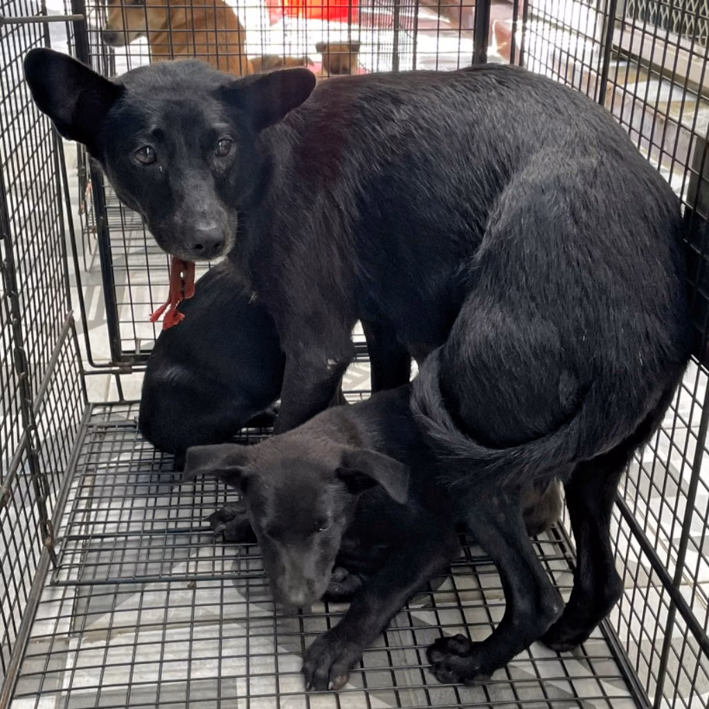 The dog, from the shelter's listing
