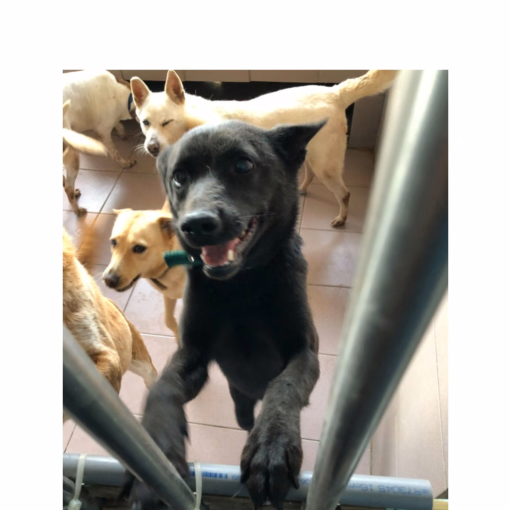 The dog, from the shelter's listing