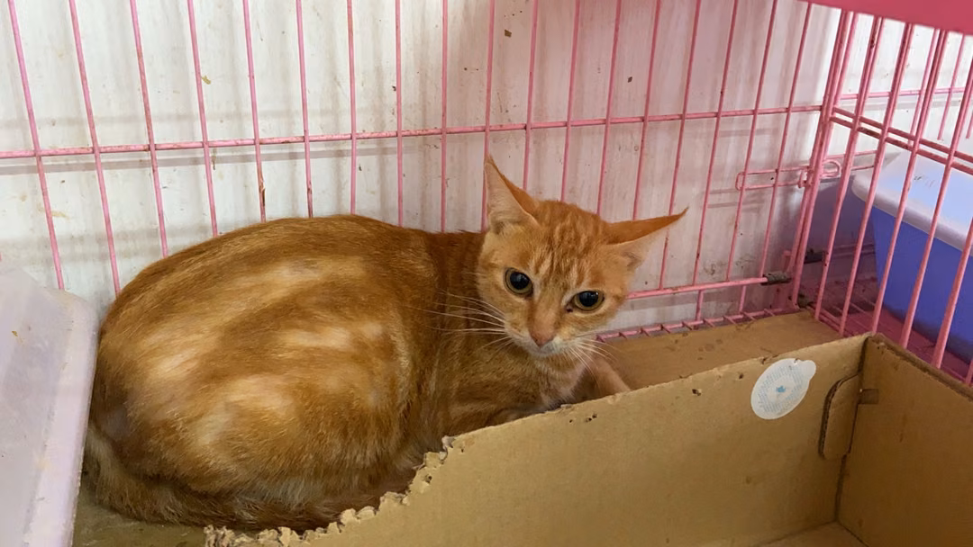 The cat, from the shelter's listing