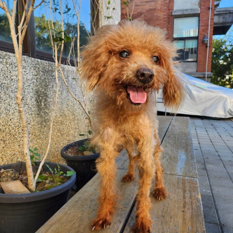 The dog, from the shelter's listing