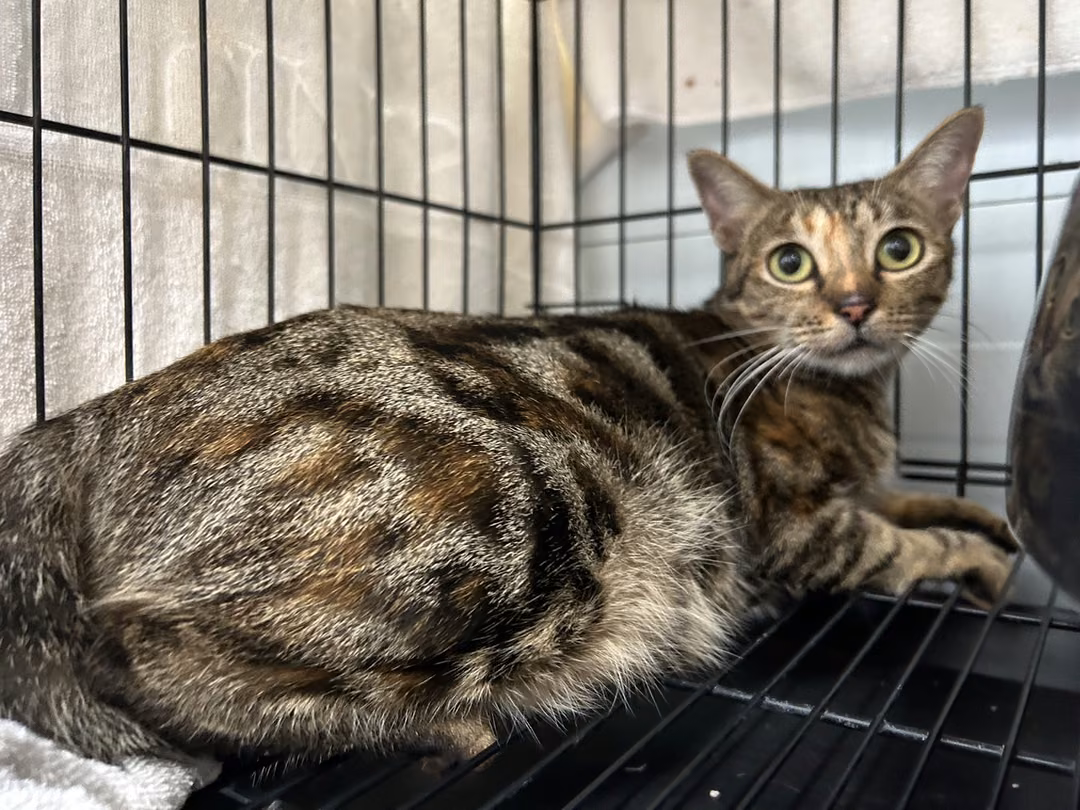 The cat, from the shelter's listing